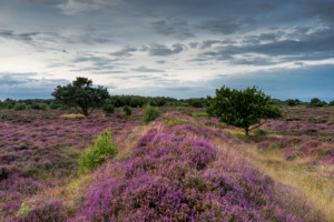 Dunwich Heath Trenches