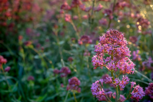 Pink Cow Parsley