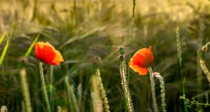 Poppies in the sunlight