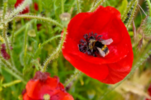 Poppy Bumble Bee