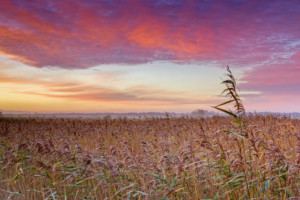 Reeds at Herringfleet