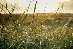 Sand Dunes at Great Yarmouth