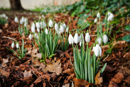 Snowdrops at Walsingham