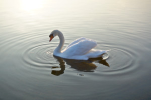 Swan on the broad