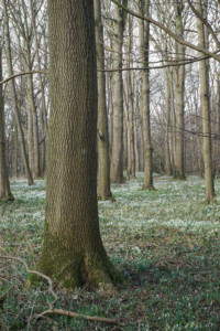 Snowdrops at Walsingham Abbey Grounds