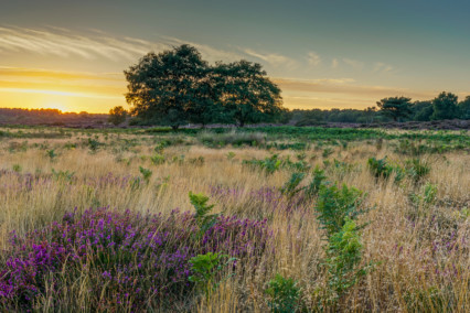 Westleton Heath