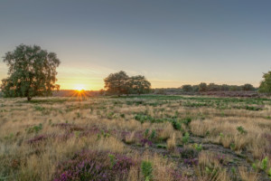 Westleton Heath at Sunset