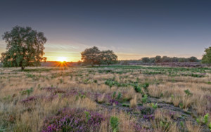 Westleton Heath at Sunset