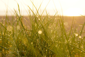 Wet Dune Grass