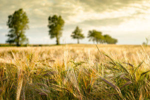 Wheat Field