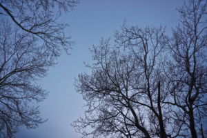 Winter Branches