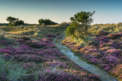 Winterton-on-Sea Heather