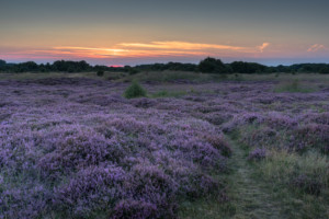 Winterton-on-Sea Heather