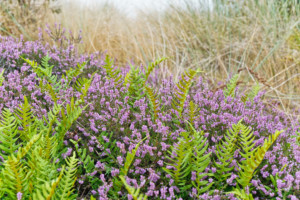Winterton-on-Sea Heather