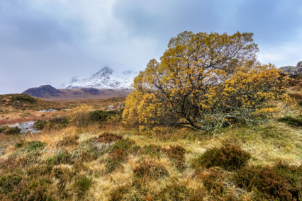 Sgurr nan Gillean and autumn tree