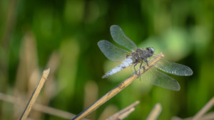 Blue Dragonfly