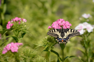 Swallowtail Butterfly - Norfolk Broads
