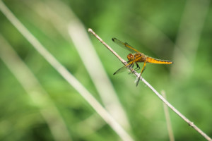 Common Darter Dragonfly - Norfolk Broads