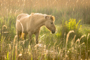Konik Pony Norfolk Broads