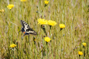 Swallowtail Butterfly - Norfolk Broads