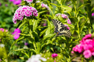 Swallowtail Butterfly - Norfolk Broads