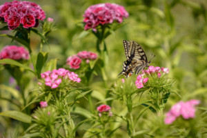Swallowtail Butterfly - Norfolk Broads